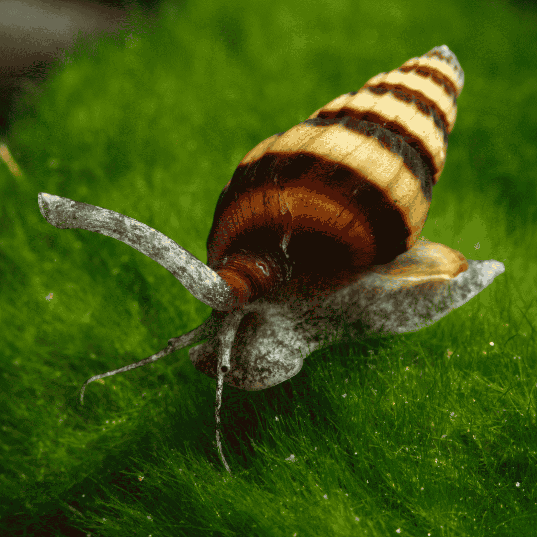 Snail Eater Assassin Snails (Juvenile ) | Single