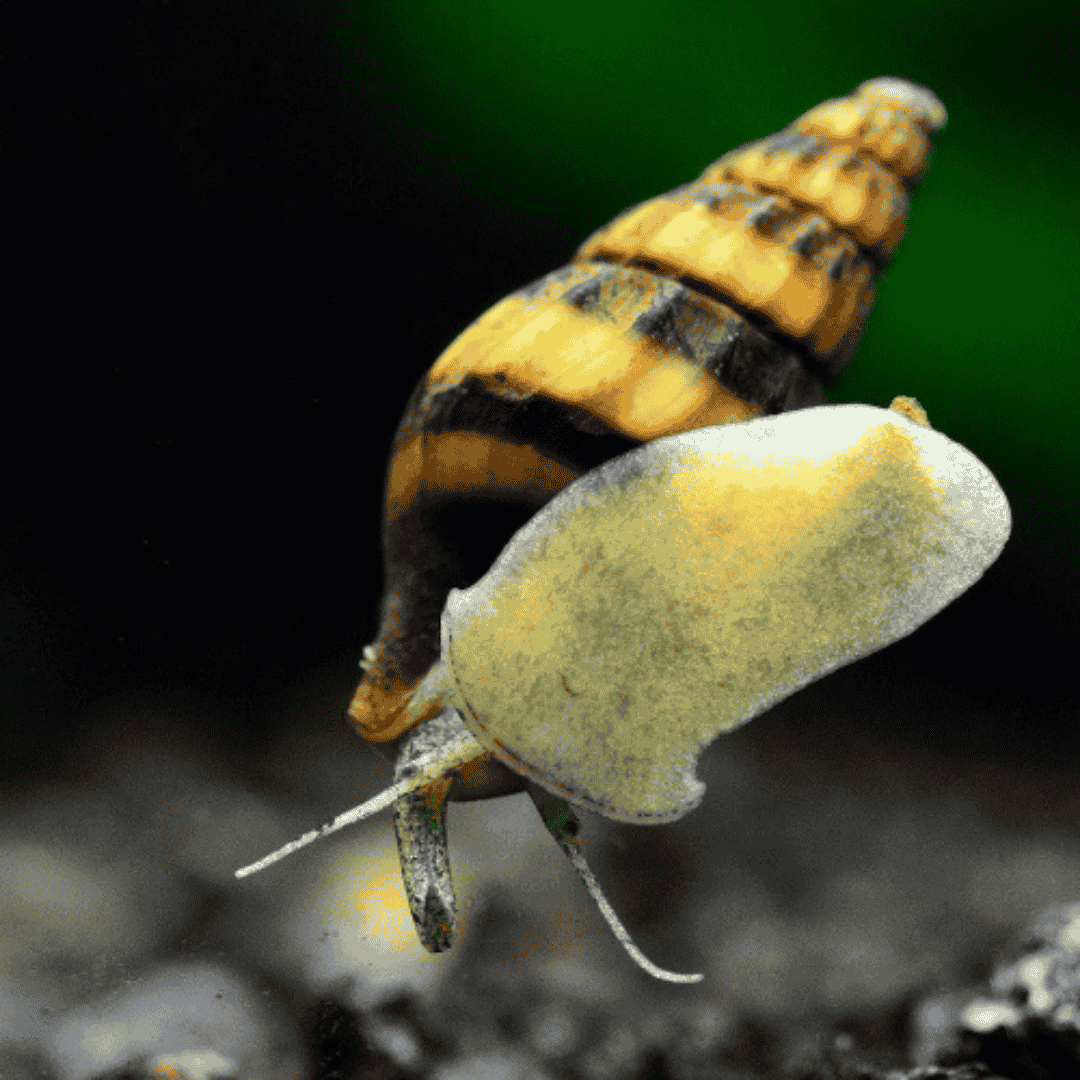 Snail Eater Assassin Snails (Juvenile ) | Single