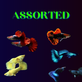 Live Fish Guppy Assorted (Pair) = HB Red Rose | Blue Green Mosco┃Full Gold