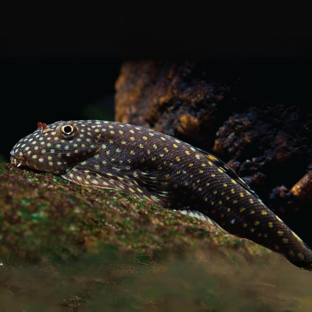 Borneo Sucker Loach – Algae Eater for Freshwater Tanks