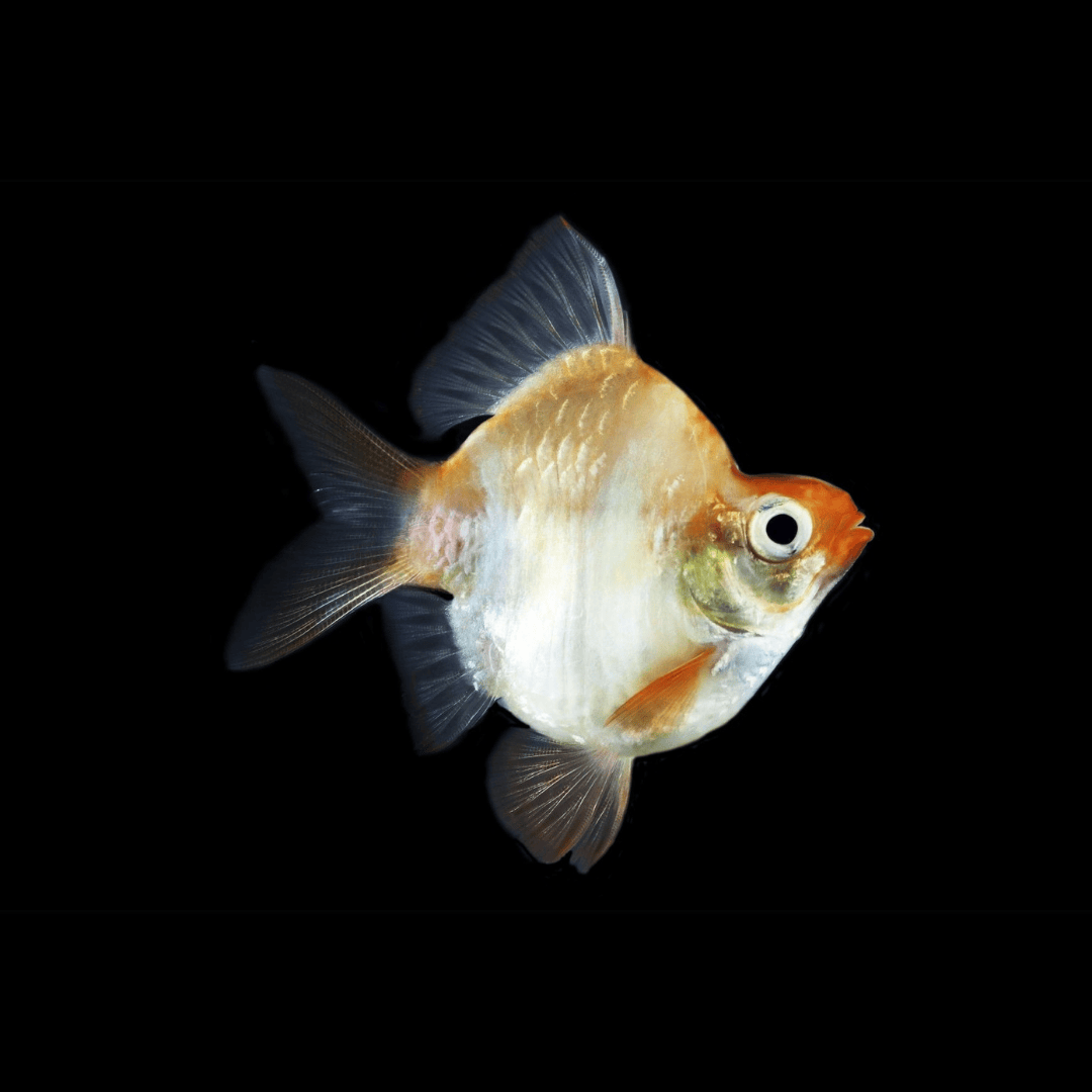 Balloon Platinum Tiger Barb | Single