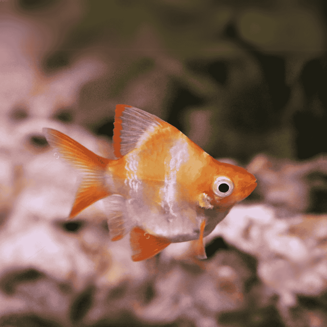 Balloon Platinum Tiger Barb | Single