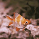 Balloon Platinum Tiger Barb | Single