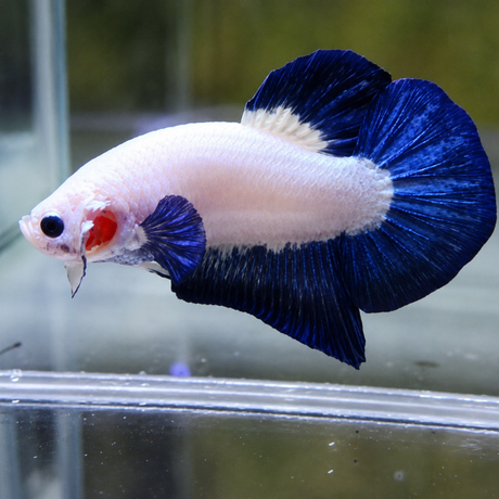White fish with blue tail and red spot in an aquarium setting