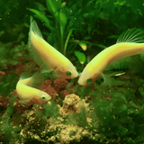 ಫ್ಲೋರೊಸೆಂಟ್ ಹಸಿರು ಬೆಟ್ಟ ಮೀನು | LUNG FISH ಅರೆ ವಯಸ್ಕ