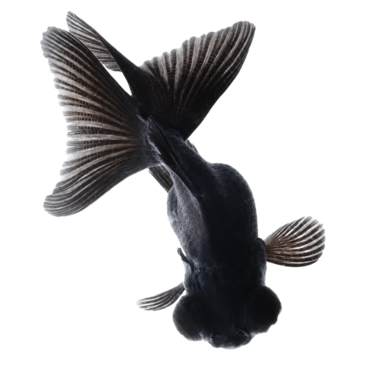 Live Fish Black Moor Fantail Imported | Single