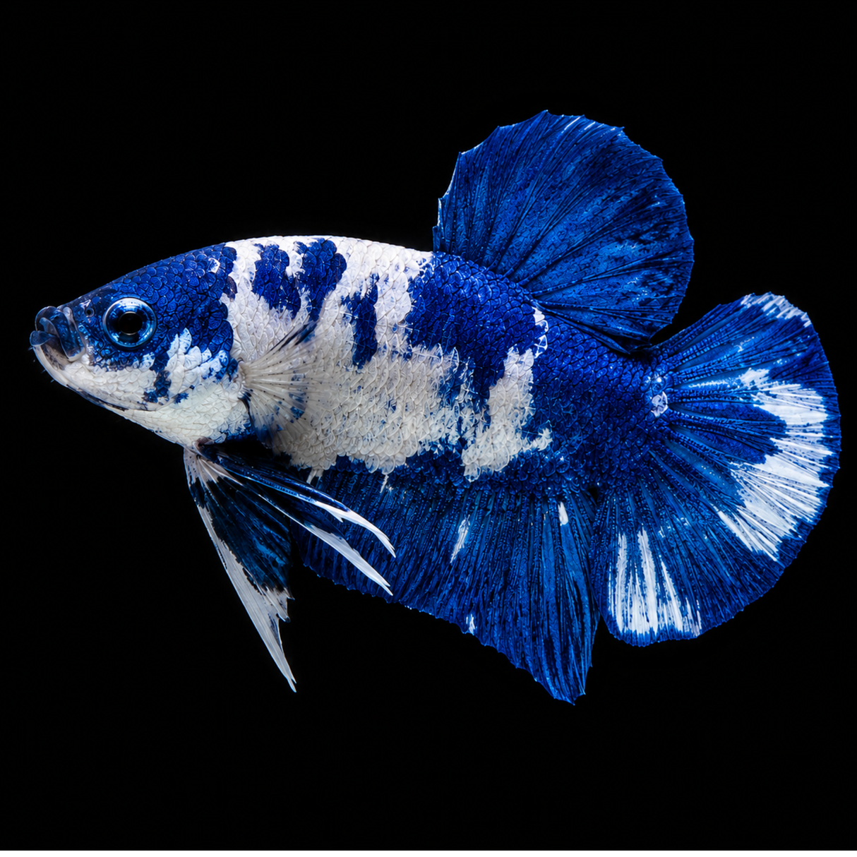 Blue and white betta fish on a black background