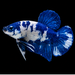 Blue and white betta fish on a black background