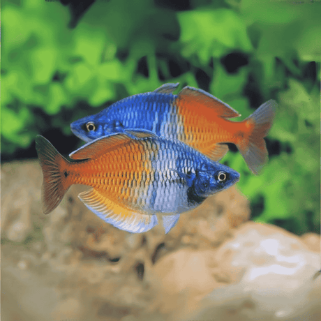 Live Fish Rainbow Boesemani (5-6 cms) | Single