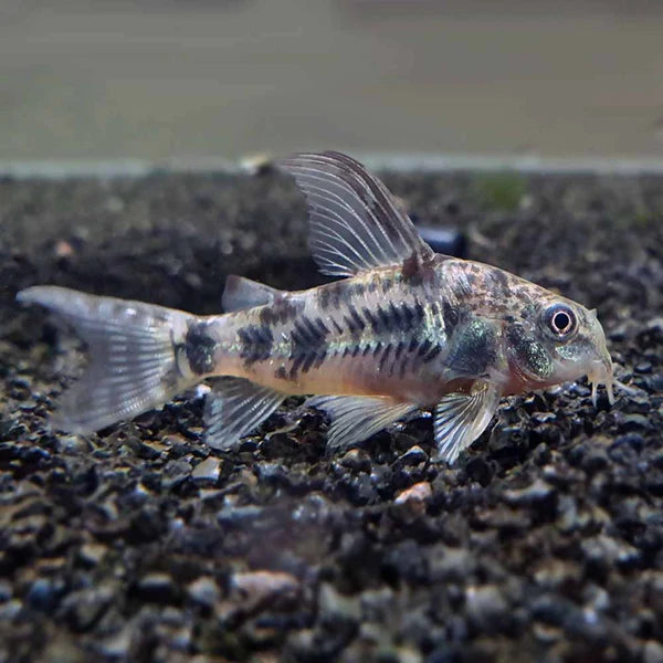 Bottom Dweller Pepper Cory | Single