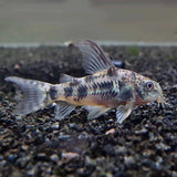 Bottom Dweller Pepper Cory | Single
