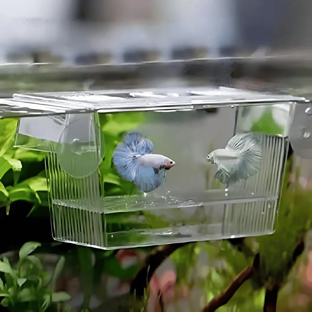 Breeding Box | Breeding Net