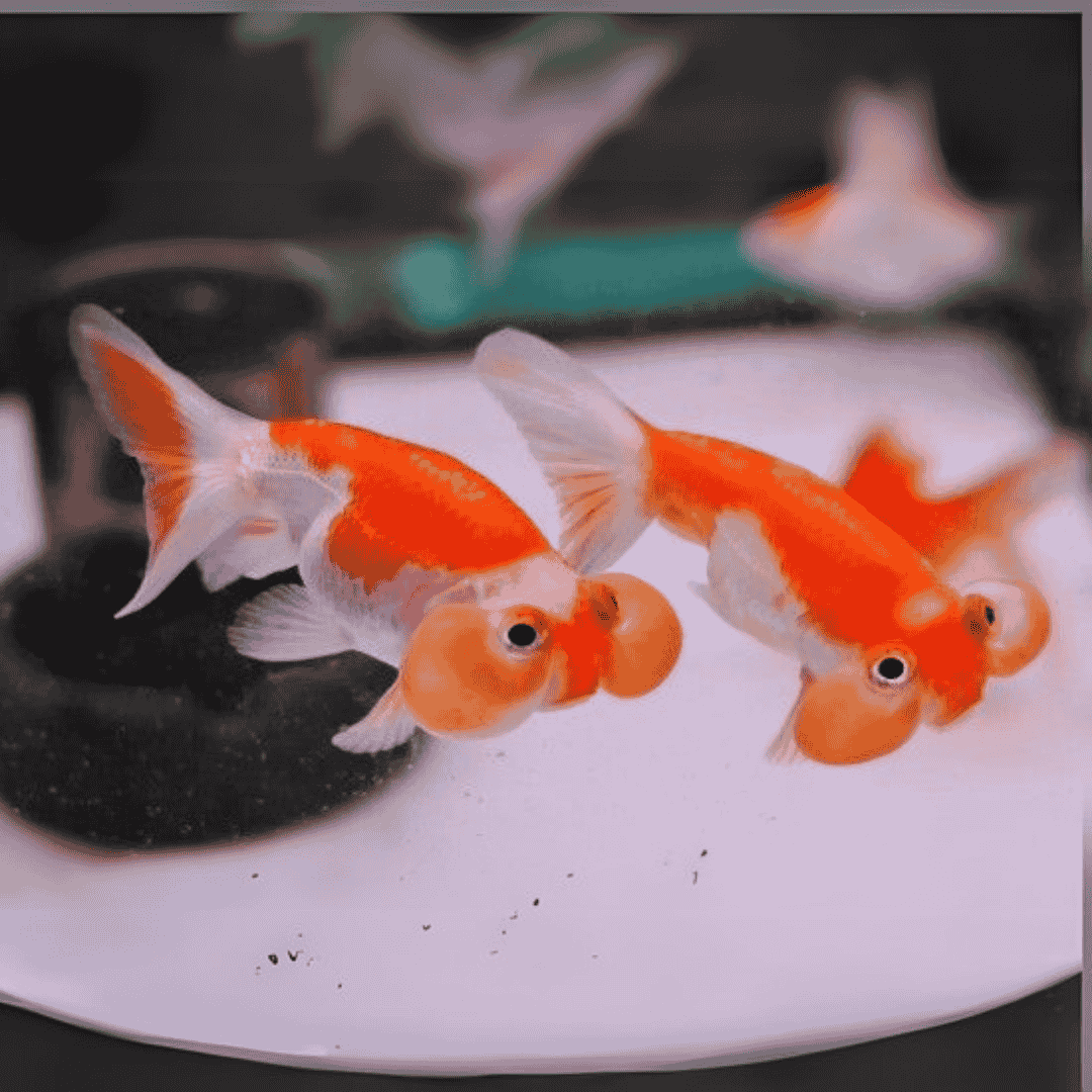 Bubble Eye Gold Fish (3 Inches) | Single