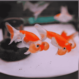 Bubble Eye Gold Fish (3 Inches) | Single