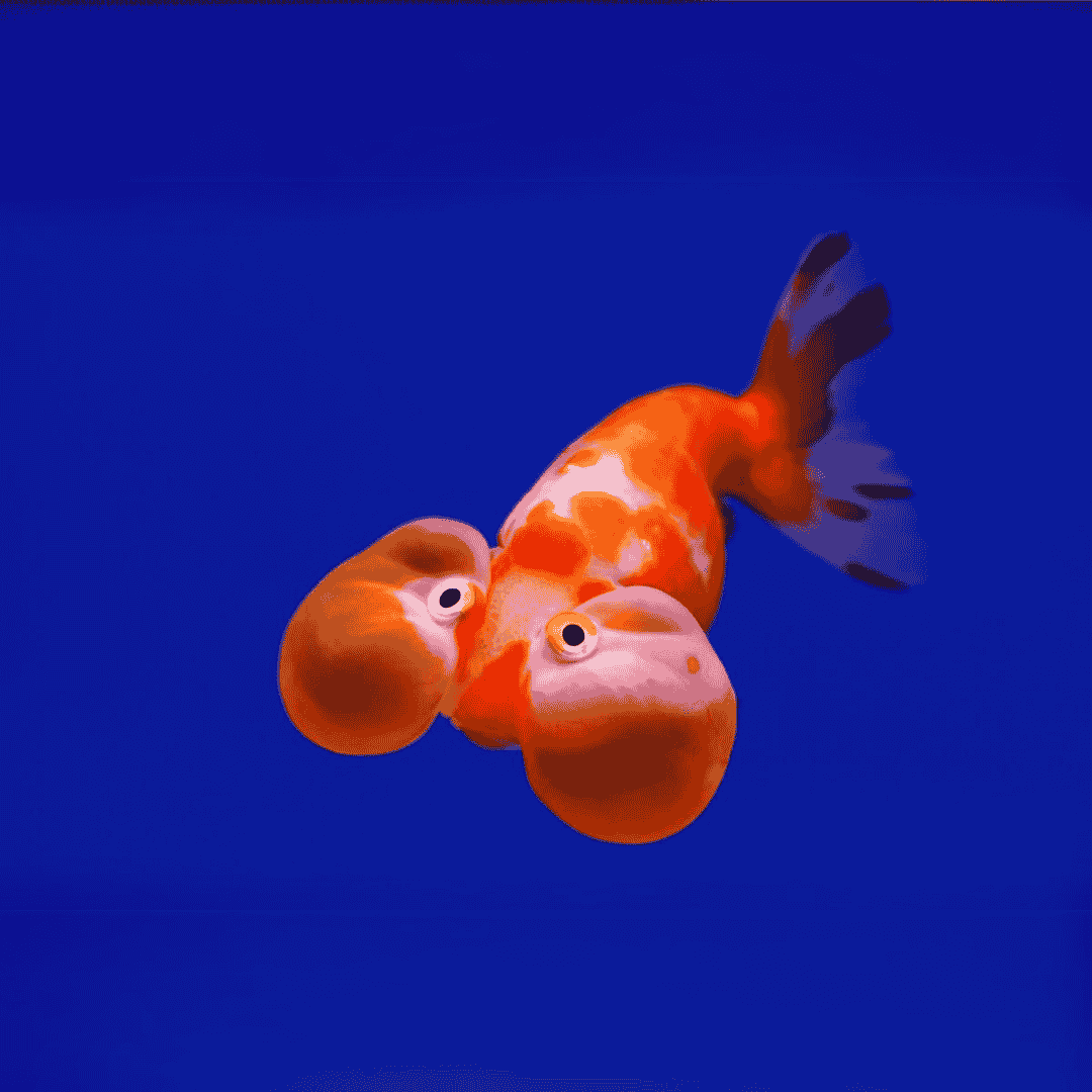 Bubble Eye Gold Fish (3 Inches) | Single
