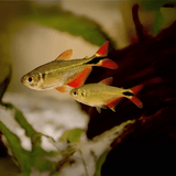 Buenos Aires Tetra | Planted Tank Fish | Single