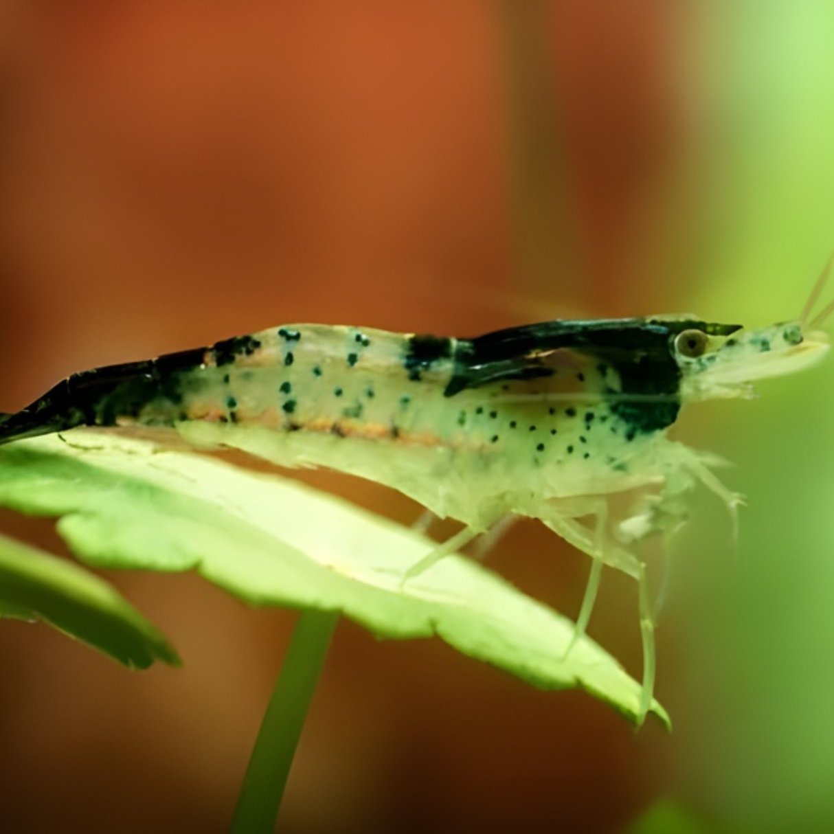 Live Carbon Rili Sparkling Shrimp | Single