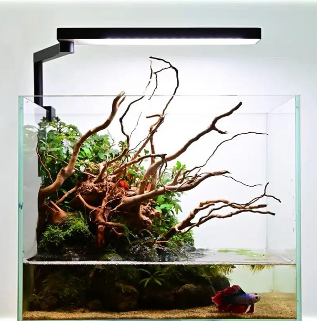 Nano planted aquarium clearance