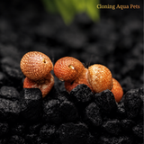 Three orange snail-like creatures on dark substrate with 'Cloning Aqua Pets' text.