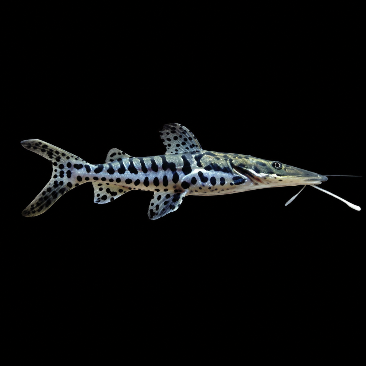 Live Fish Shovelnose Cat | Single (1.5 Inches)