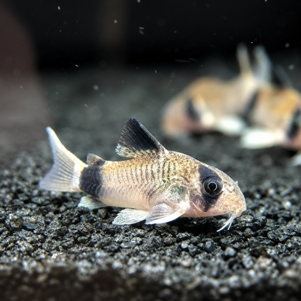 Live Fish Panda Cory | Single