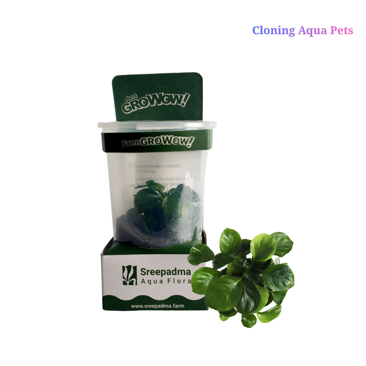 GroWoW! B21C Anubias Barteri Coin Leaf