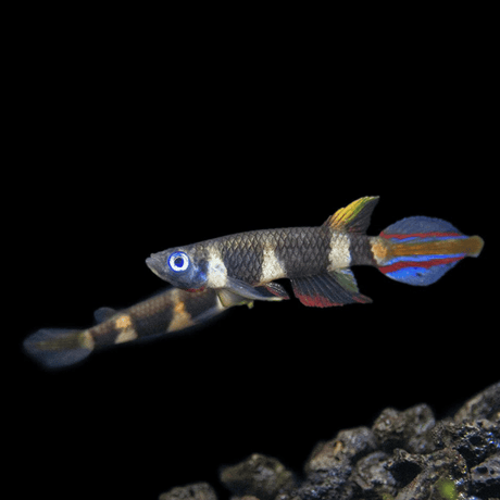 Live Fish Clown Killi Planted Tank Fish | Each