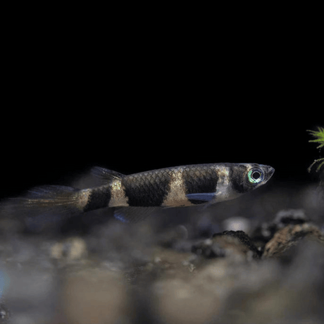 Live Fish Clown Killi Planted Tank Fish | Each