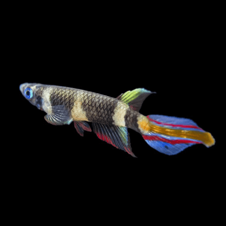 Live Fish Clown Killi Planted Tank Fish | Each