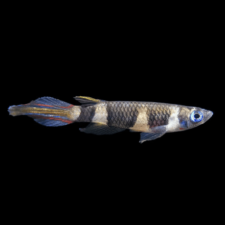 Live Fish Clown Killi Planted Tank Fish | Each