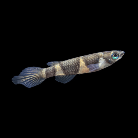 Live Fish Clown Killi Planted Tank Fish | Each