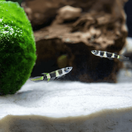 Live Fish Clown Killi Planted Tank Fish | Each