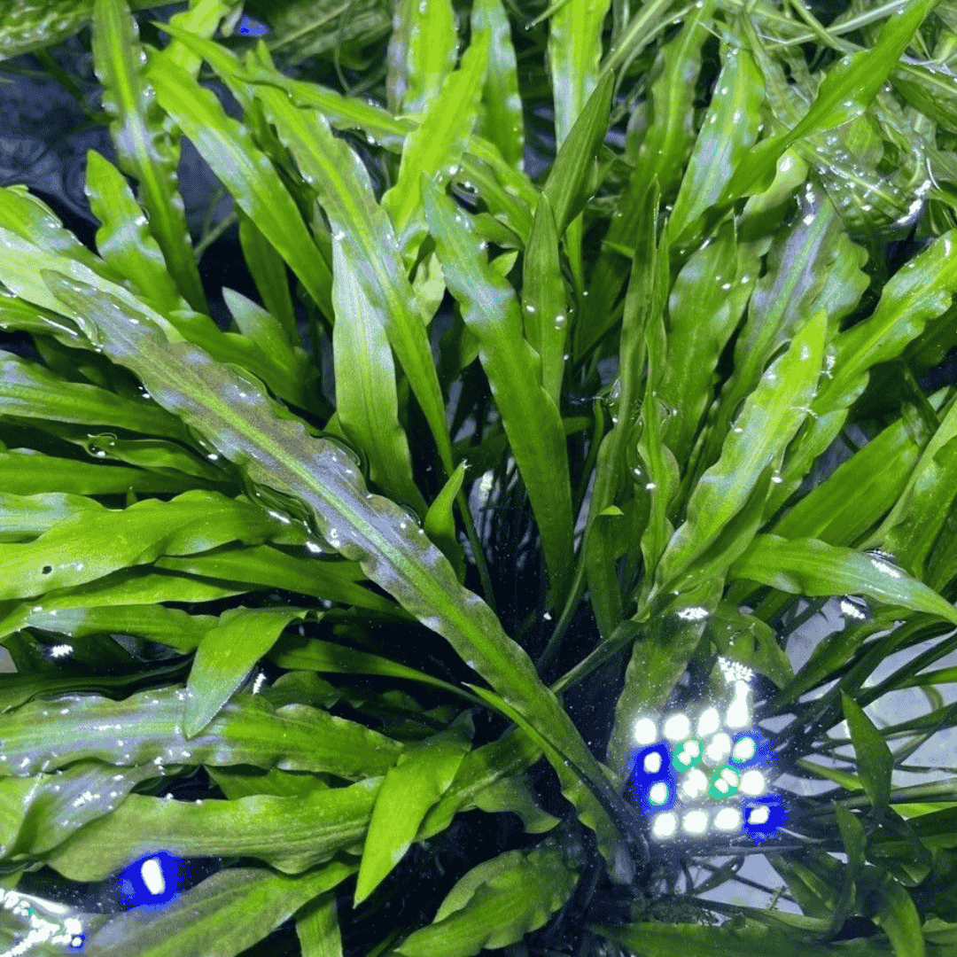 Cryptocoryne spiralis | Pot Live Plant (Offer)
