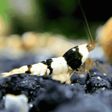 Live Fish Shrimp Crystal Black | Single