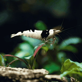 Live Fish Shrimp Crystal Black | Single