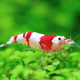 Live Fish Shrimp Crystal Red | Single