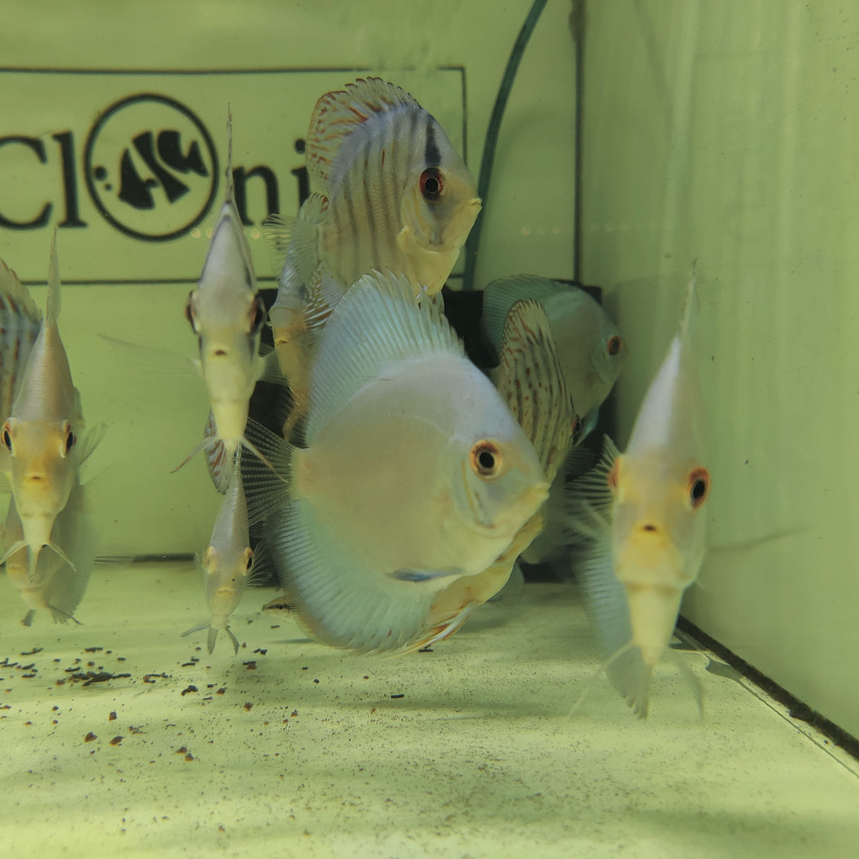 Discuss Diamond Blue Fish (7.5-8.5 cms) | Each