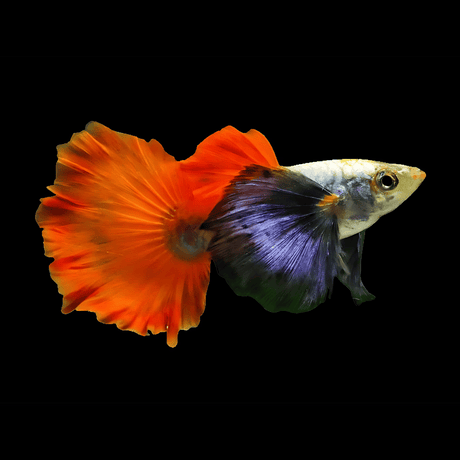 Live Fish Guppy Assorted (Pair) = Red Dragon | Dumbo Ear | Santa Clause