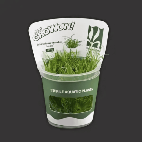 Sreepadma JR1  Echinodorus Tenellus micro | TC Live Plant