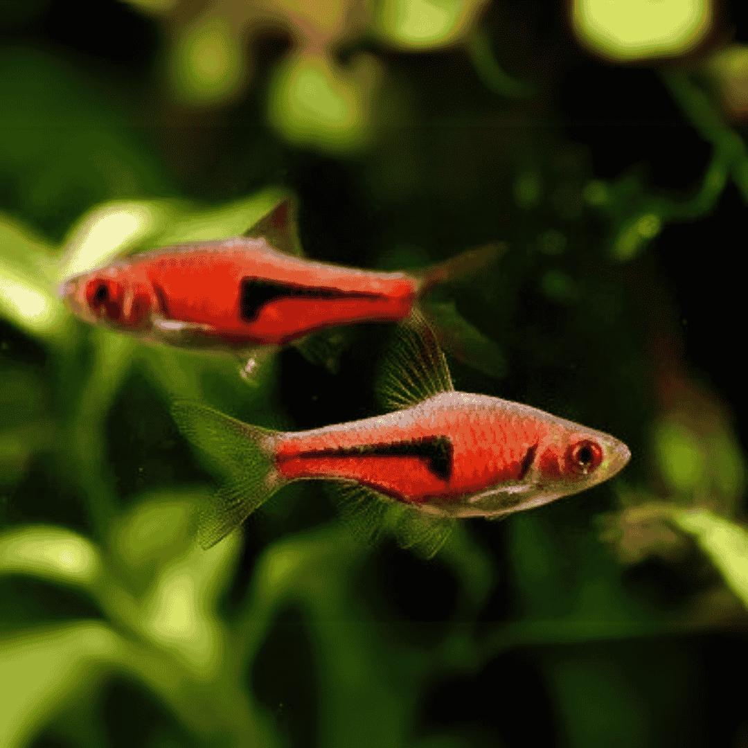 Espei Rasbora | Planted Tank Fish | Single