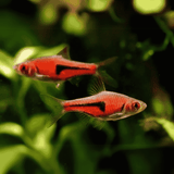 Espei Rasbora | Planted Tank Fish | Single