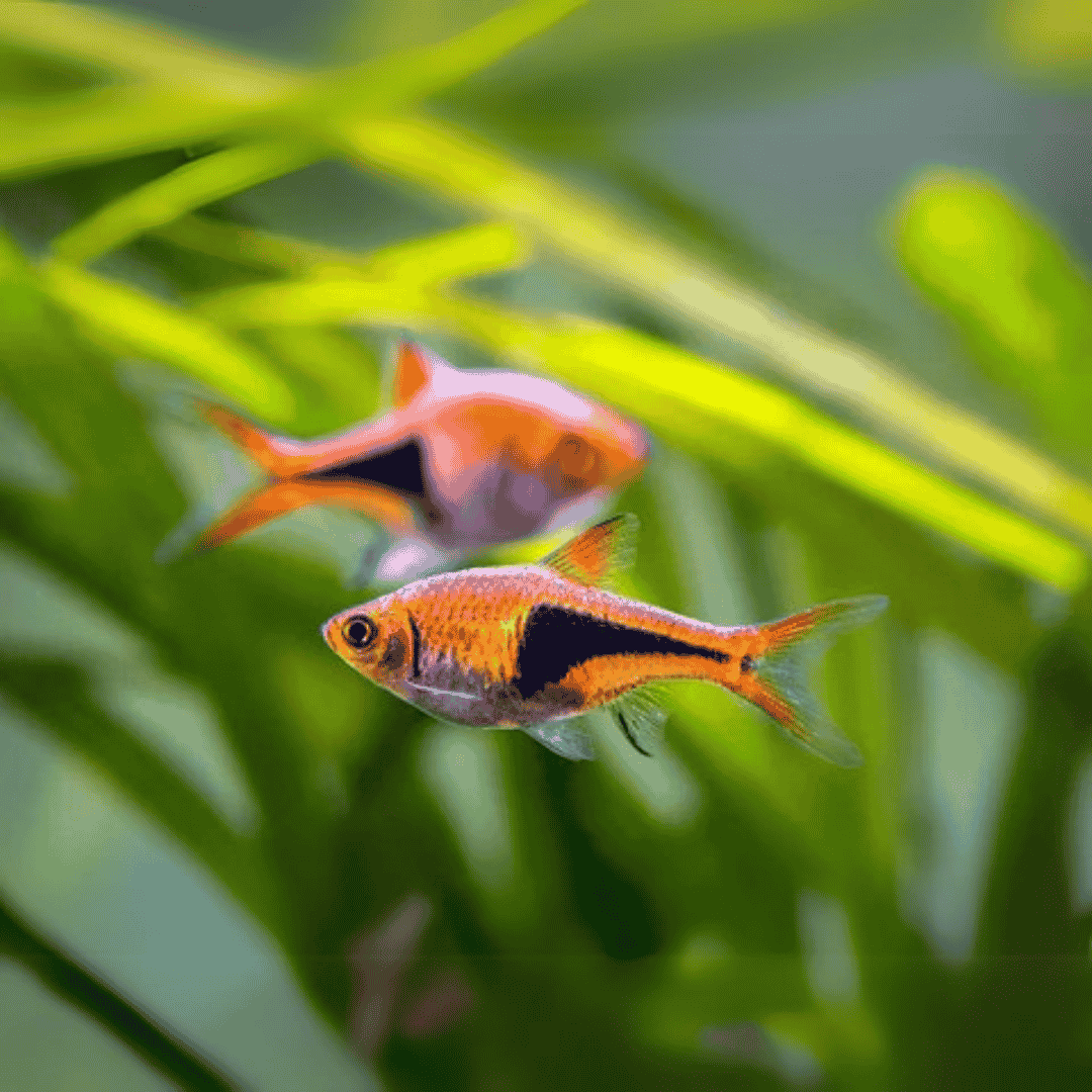 Espei Rasbora | Planted Tank Fish | Single