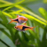 Espei Rasbora | Planted Tank Fish | Single