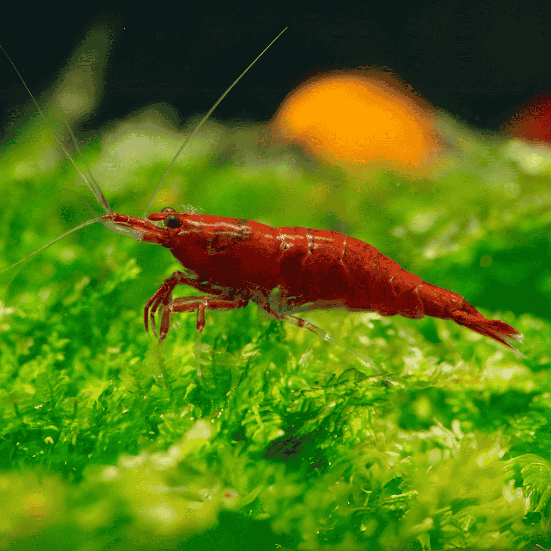 Shrimp Fire Red | Single