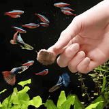 Food Hallo Feed Dried Tubifex Worms | 1.5gm