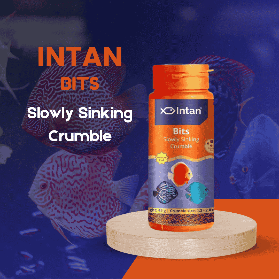Food Intan Bits Slow Sinking Crumble Medium 45gm