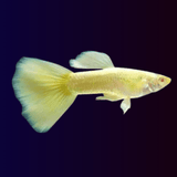 Live Fish Guppy Assorted (Pair) = HB Red Rose | Blue Green Mosco┃Full Gold