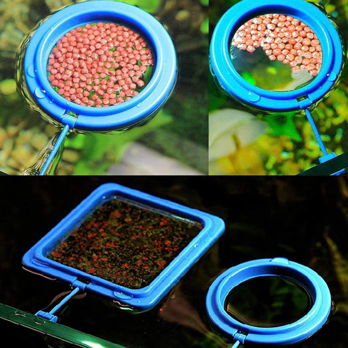 Gadgets Square Feeding Ring | Free Duckweed Oxygenating Live Plant
