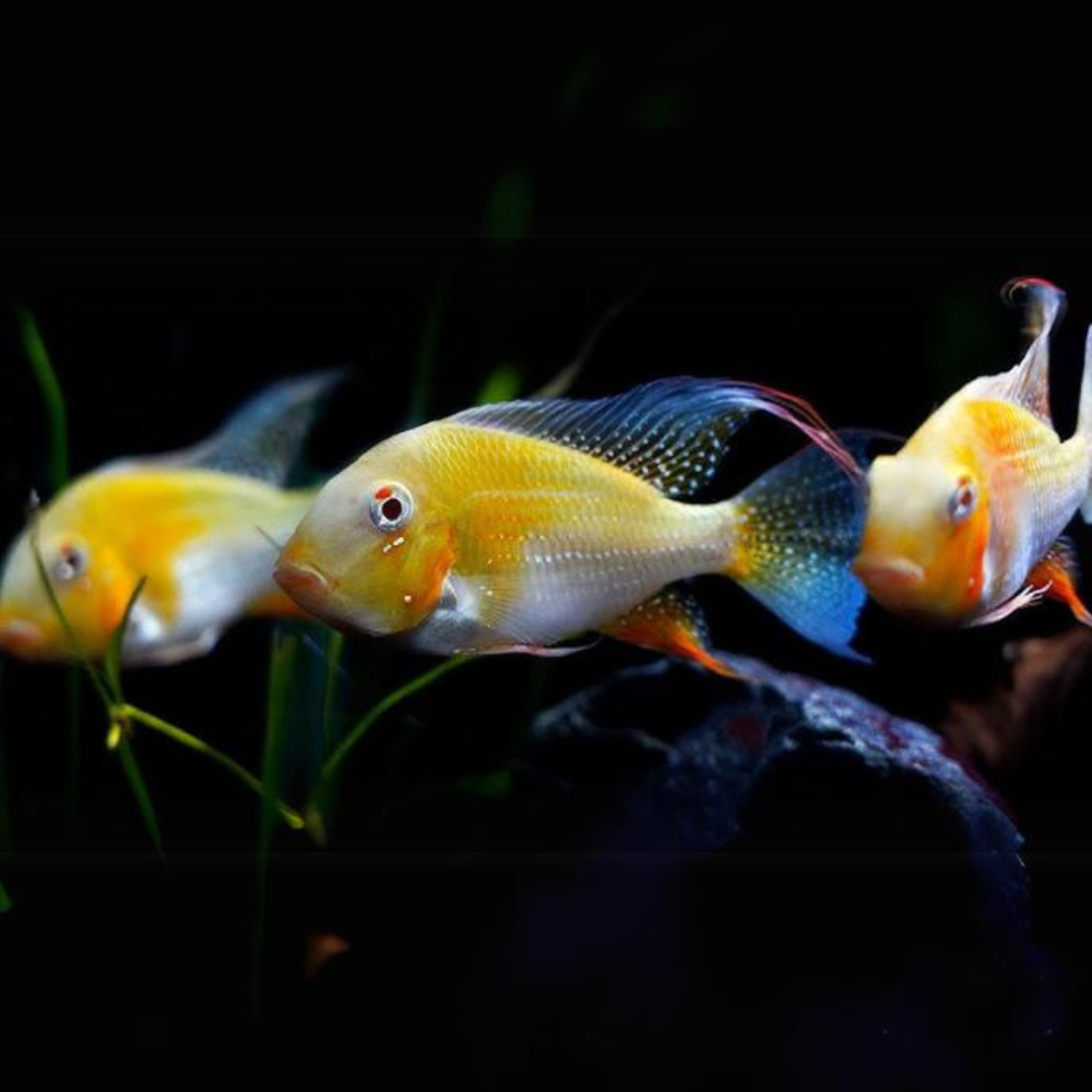 Live Fish Geophagus Albino Heckelii (5-6 Inches) | Single