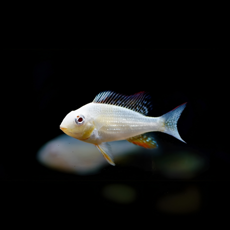 Live Fish Geophagus Albino Heckelii (6-7 inches)